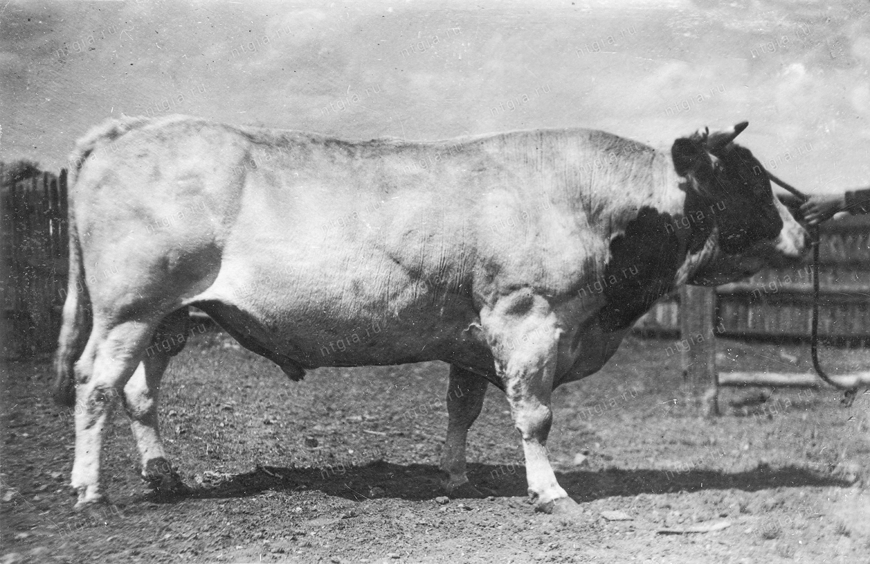 Бык-рекордсмен, демонстрировавшийся на выставке крупного рогатого скота. 1930-е гг. (НТГИА. Ф.549. Оп.1. Д.27)
