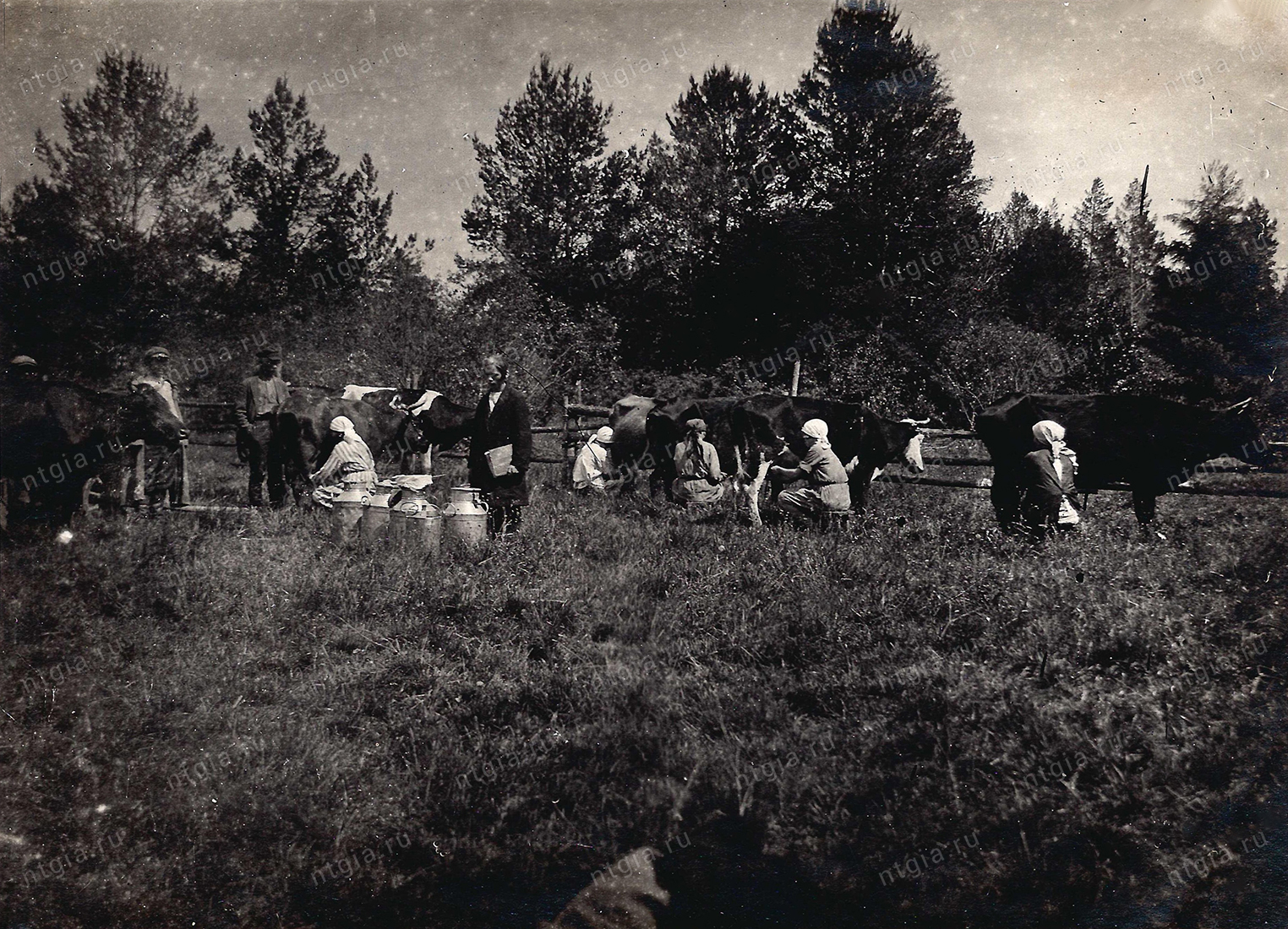 Дойка коров в племенном совхозе № 143. 1930-е гг. (НТГИА. Ф.549. Оп.1. Д.31. Л.1)